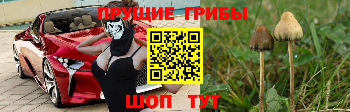Ессентуки  Псилоцибиновые грибы Psilocybine cubensis  Вход с VPN  что такое наркотик  Псилоцибиновые грибы Cubensis 